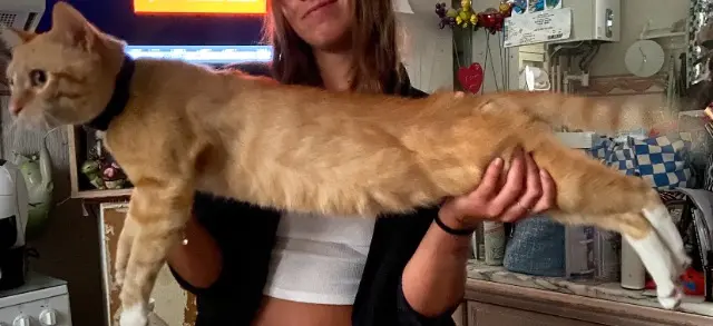 chat lost   55000 Bar-le-Duc Monga