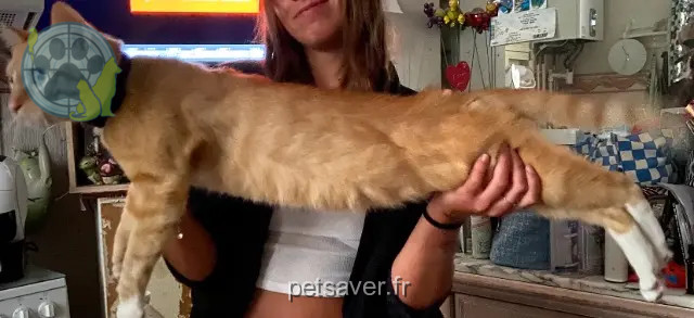 gatto perso 55000 Bar-le-Duc Monga gatto lost 55000 Bar-le-Duc Monga