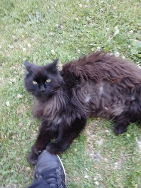 chat lost   55290 Ribeaucourt Moumousse