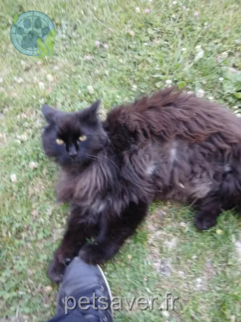 cat lost 55290 Ribeaucourt Moumousse cat lost 55290 Ribeaucourt Moumousse