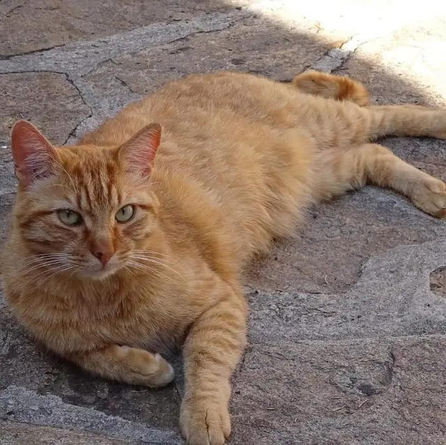 chat lost   55840 Thierville-sur-Meuse Murphy