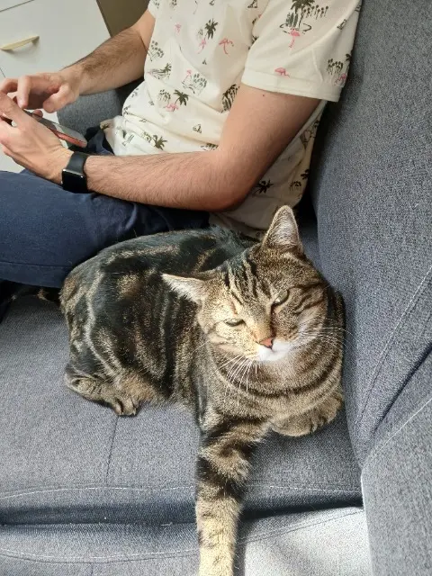 chat lost   55210 Nonsard-Lamarche RIZOTO