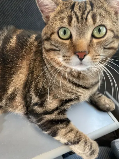 chat lost   55210 Nonsard-Lamarche Rizoto