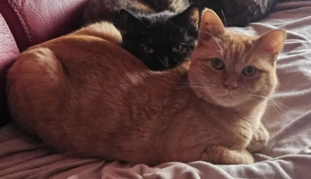 chat lost   55000 Guerpont Olonne