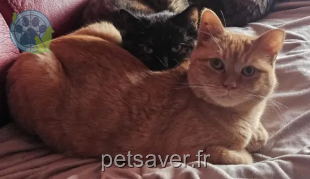 gatto perso 55000 Guerpont Olonne gatto lost 55000 Guerpont Olonne