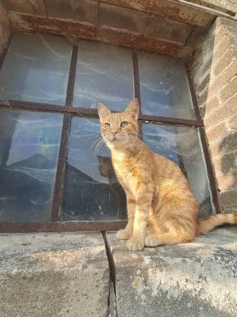 chat lost   55400 Gincrey Picon