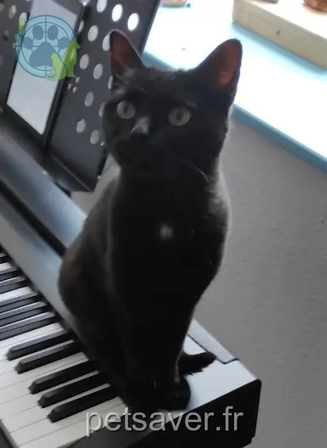 Kater vermisst 55220 Tilly-sur-Meuse Ponpon Kater lost 55220 Tilly-sur-Meuse Ponpon