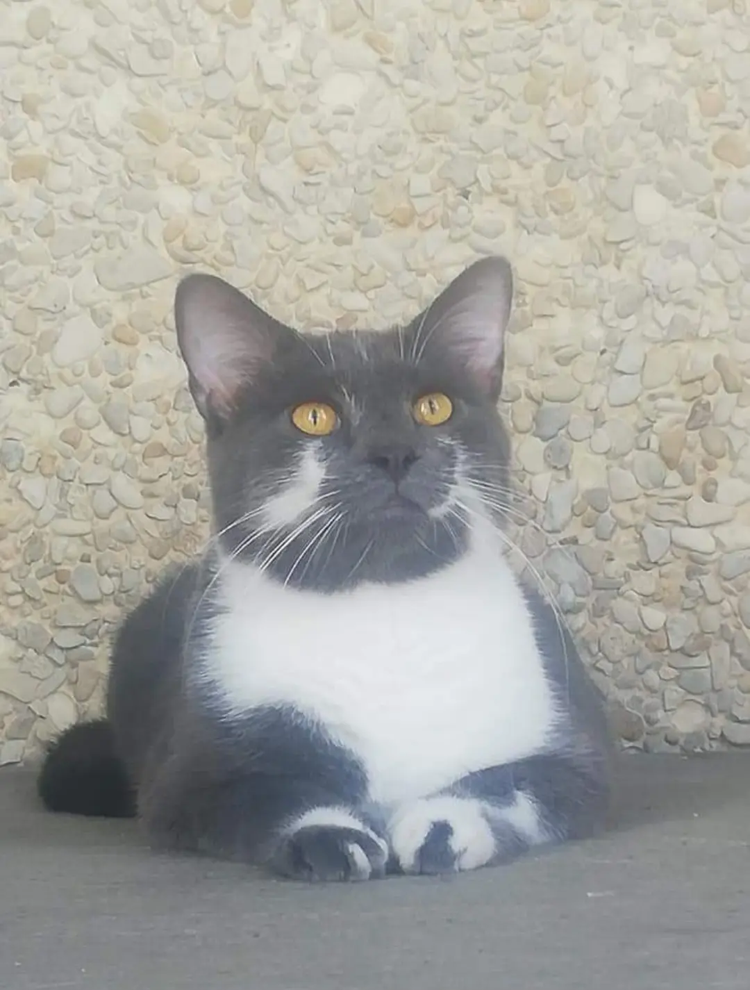 gato perdido 55100 Verdun Quismo gato lost 55100 Verdun Quismo