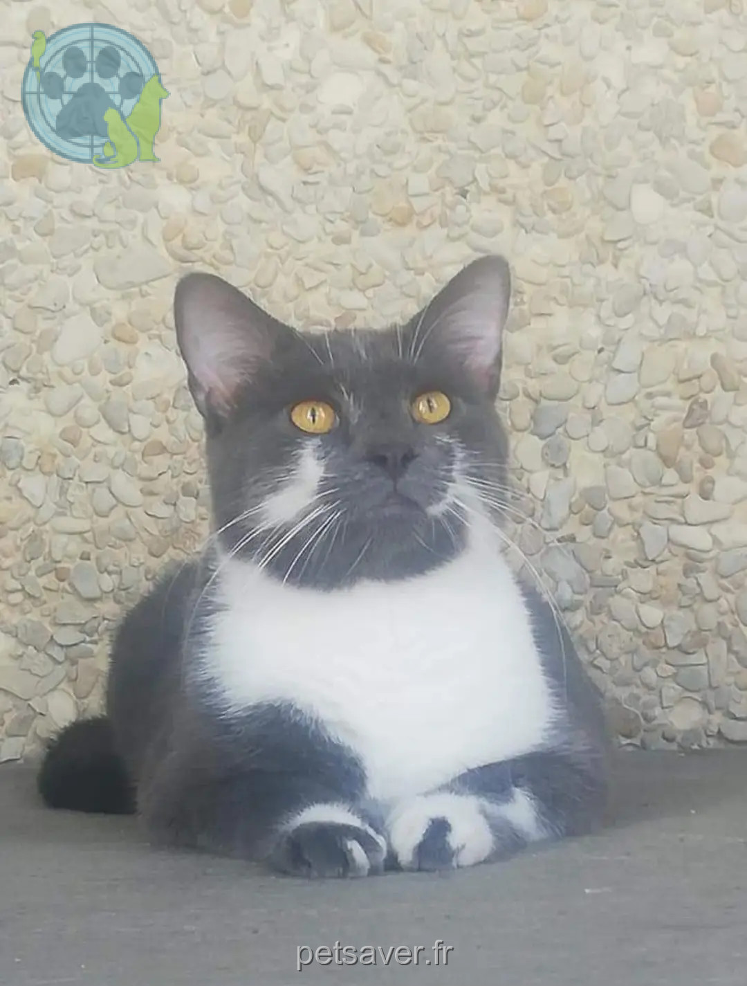 cat lost 55100 Verdun Quismo cat lost 55100 Verdun Quismo