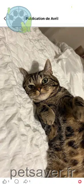 chat lost   55840 Thierville-sur-Meuse Ramzy