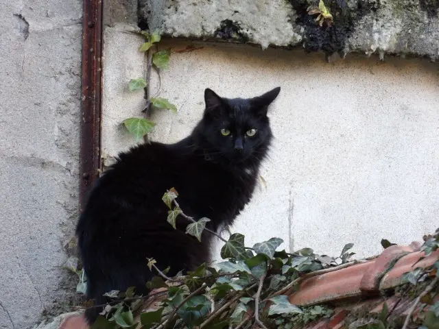 chat lost   55100 Verdun Salem