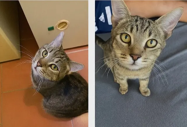 chat lost   55260 Courouvre Tigrou