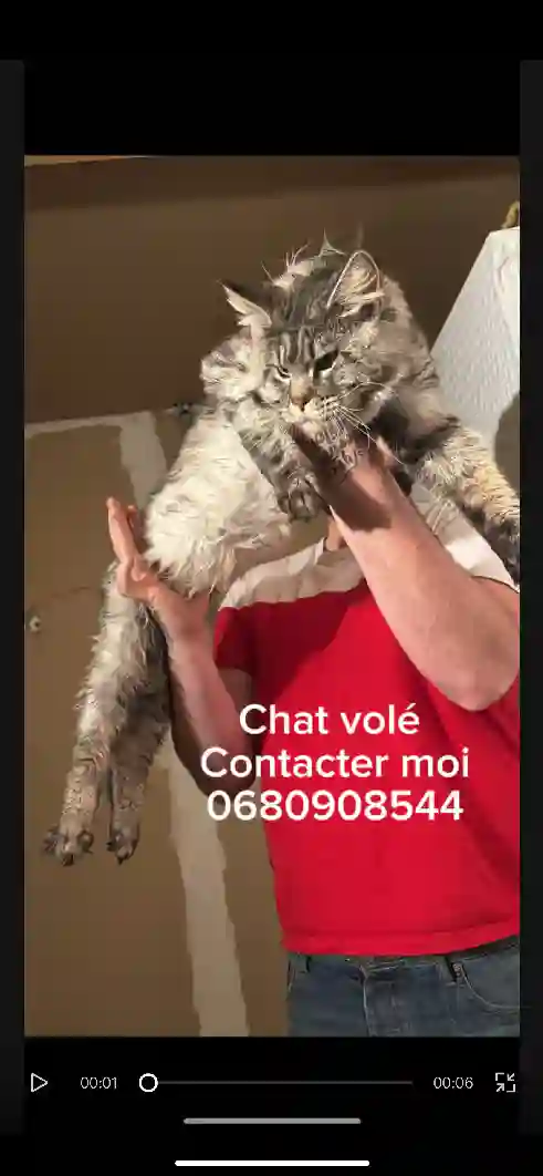 Chat Perdu 55 Meuse - Ulysse Chat Perdu 55 Meuse - Ulysse