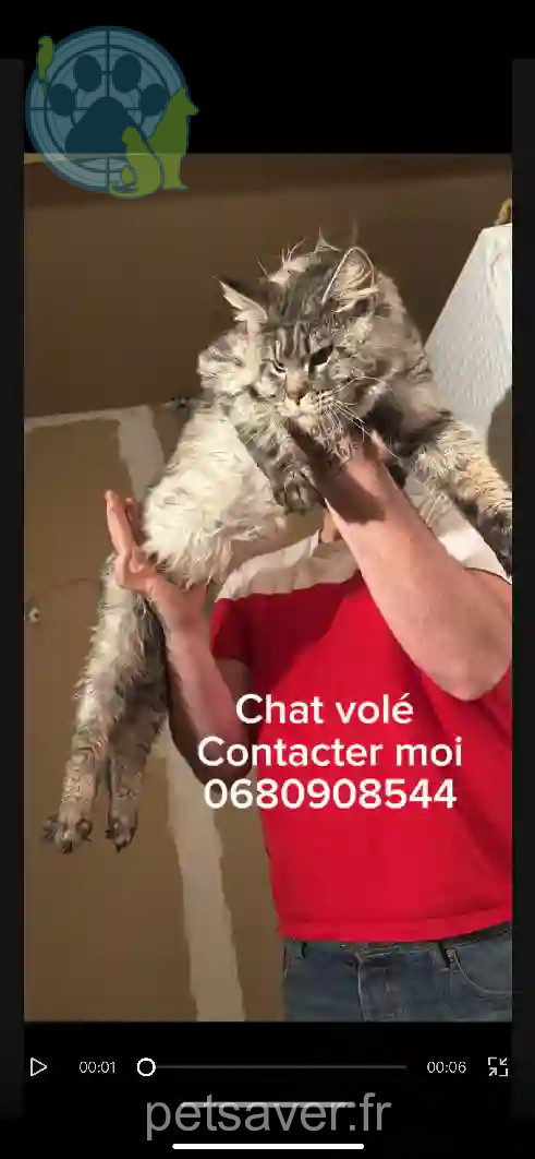 Chat Perdu 55 Meuse - Ulysse Chat Perdu 55 Meuse - Ulysse