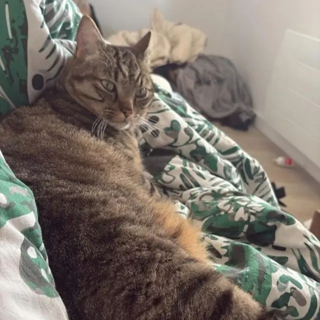 chat lost   56440 Languidic Ace