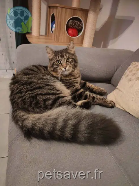 chat perdu 56680 Plouhinec Achille chat lost 56680 Plouhinec Achille