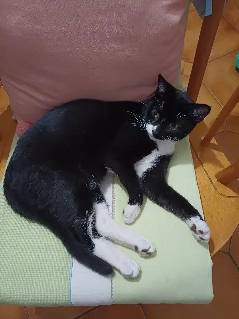 chat lost   56300 Le Sourn Aladdin