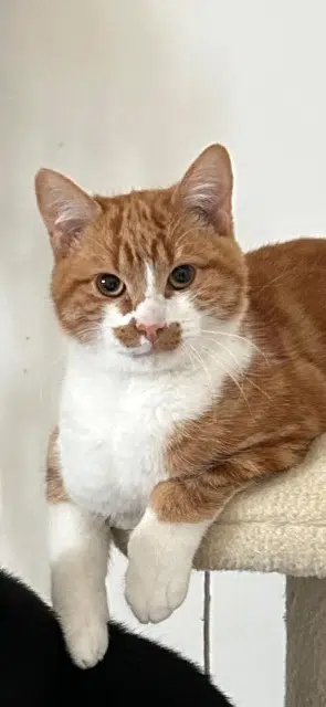 chat lost   56890 Saint-Avé Archie