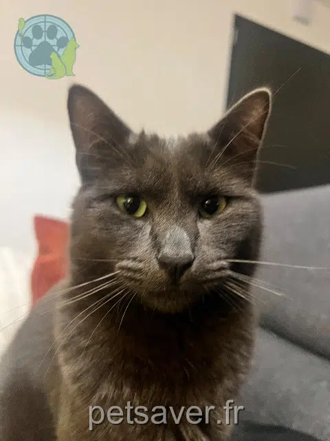 gato perdido 56390 Grand-Champ Arkan gato lost 56390 Grand-Champ Arkan