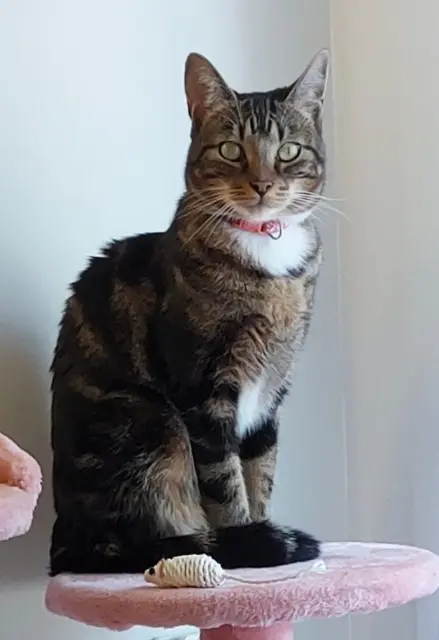 chat lost   56540 Le Croisty Aska