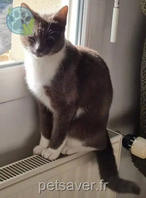 chat lost   56400 Auray Aslan