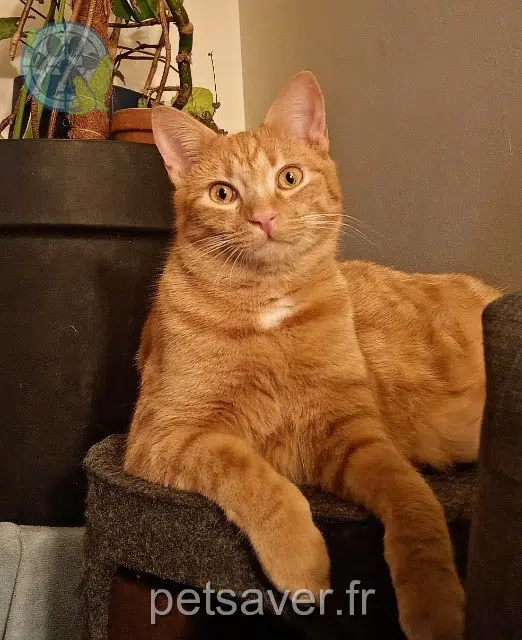 gatto lost   56400 Plumergat Aston