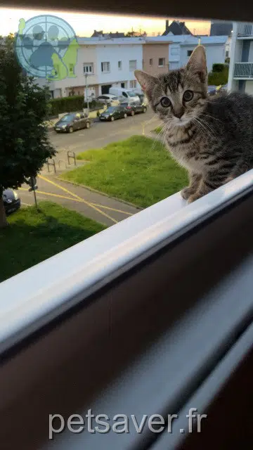 chat lost 56600 Lanester Bandit