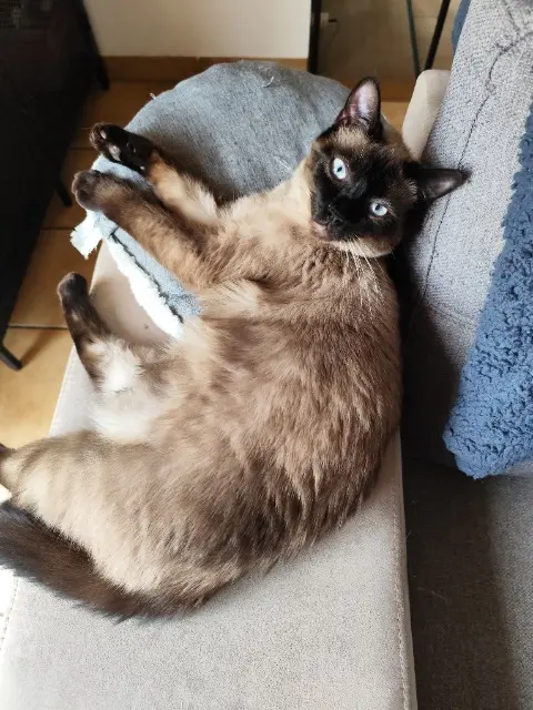chat lost   56150 Baud Berlioz