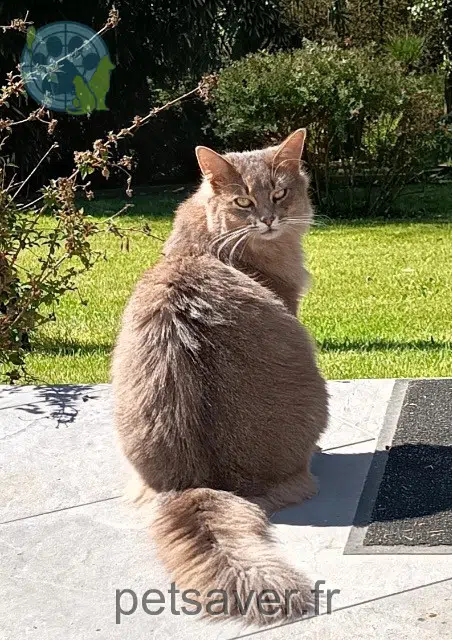 Bibi