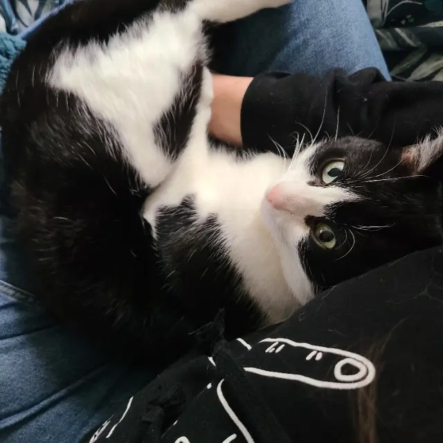chat lost   56800 Loyat Billy