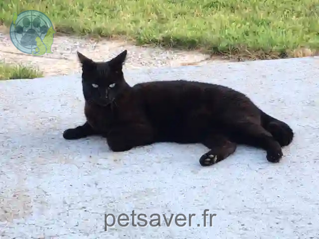 Chat Perdu 56 Morbihan - Billy Chat Perdu 56 Morbihan - Billy