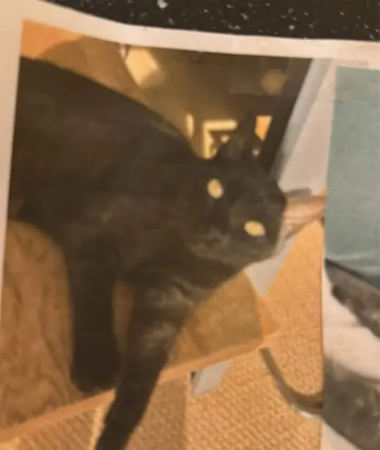 chat lost   56260 Larmor-Plage Boo