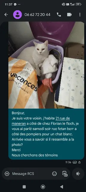 chat lost   56440 Languidic Bouledeneige