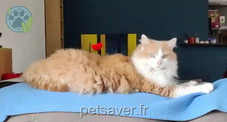 Chat Perdu 56 Morbihan - Bouton Chat Perdu 56 Morbihan - Bouton