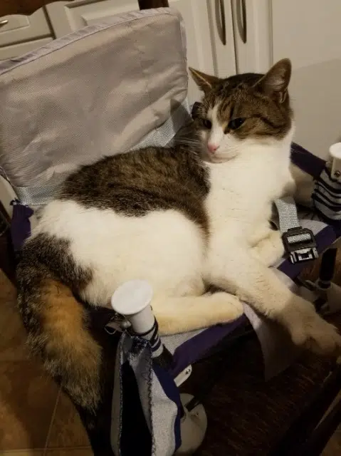 chat lost   56270 Plœmeur Briket