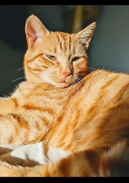 chat lost   56130 Marzan Caillou