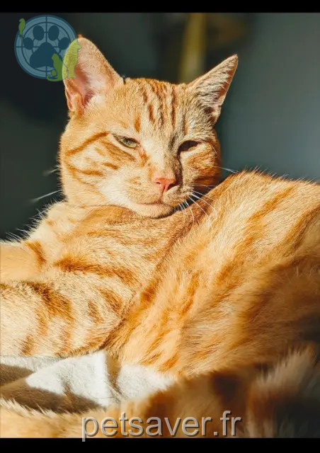 chat perdu 56130 Marzan Caillou chat lost 56130 Marzan Caillou