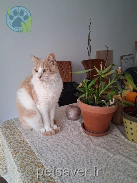 Kater vermisst 56270 Plœmeur Caramel Kater lost 56270 Plœmeur Caramel