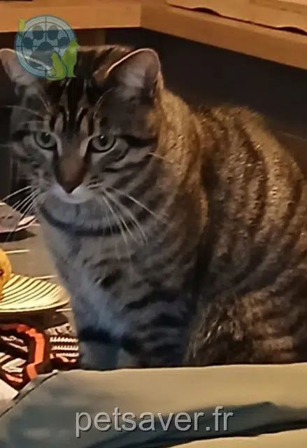 gatto perso 56250 Elven Chapo gatto lost 56250 Elven Chapo