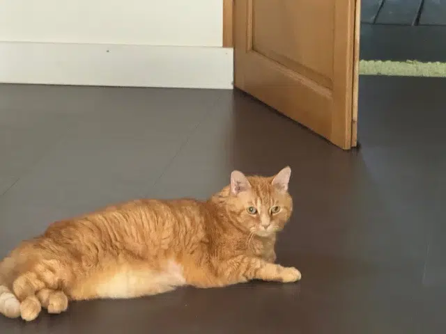 chat lost   56660 Saint-Jean-Brévelay Charly