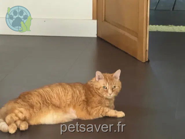 gato perdido 56660 Saint-Jean-Brévelay Charly gato lost 56660 Saint-Jean-Brévelay Charly