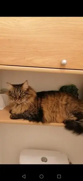chat lost   56400 Ploemel Charon