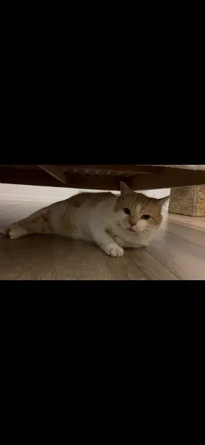 chat lost   56190 Billiers Cookie