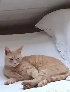 chat lost   56340 Carnac Célestin