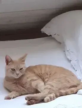 chat lost   56340 Carnac Célestin