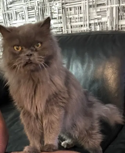 chat lost   56100 Lorient Doudou