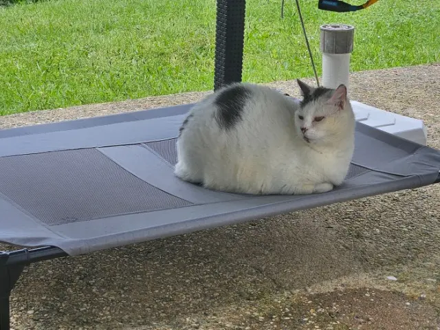 chat lost   56700 Hennebont Fakenews