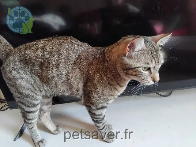 chat lost   56600 Lanester Floki
