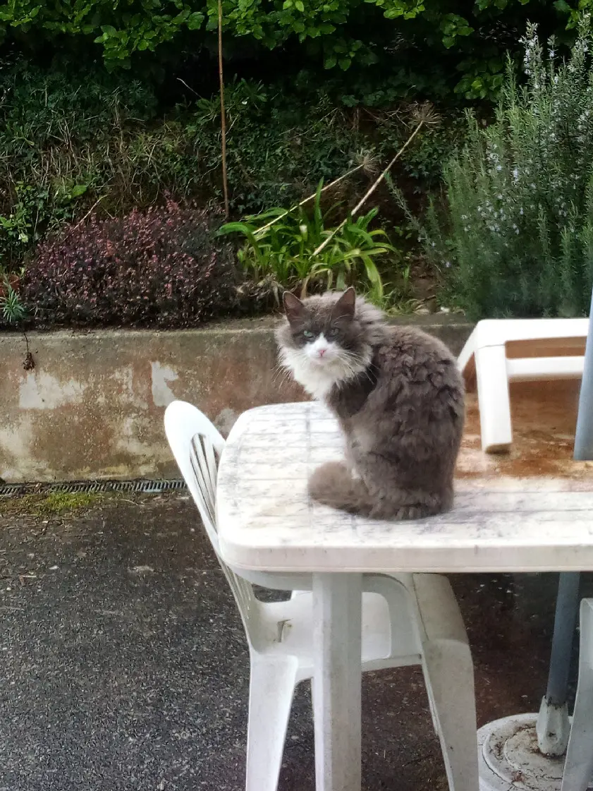 Chat Perdu 56 Morbihan - Gandalf Chat Perdu 56 Morbihan - Gandalf