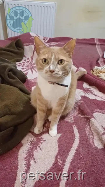 gato perdido 56880 Ploeren Gary gato lost 56880 Ploeren Gary